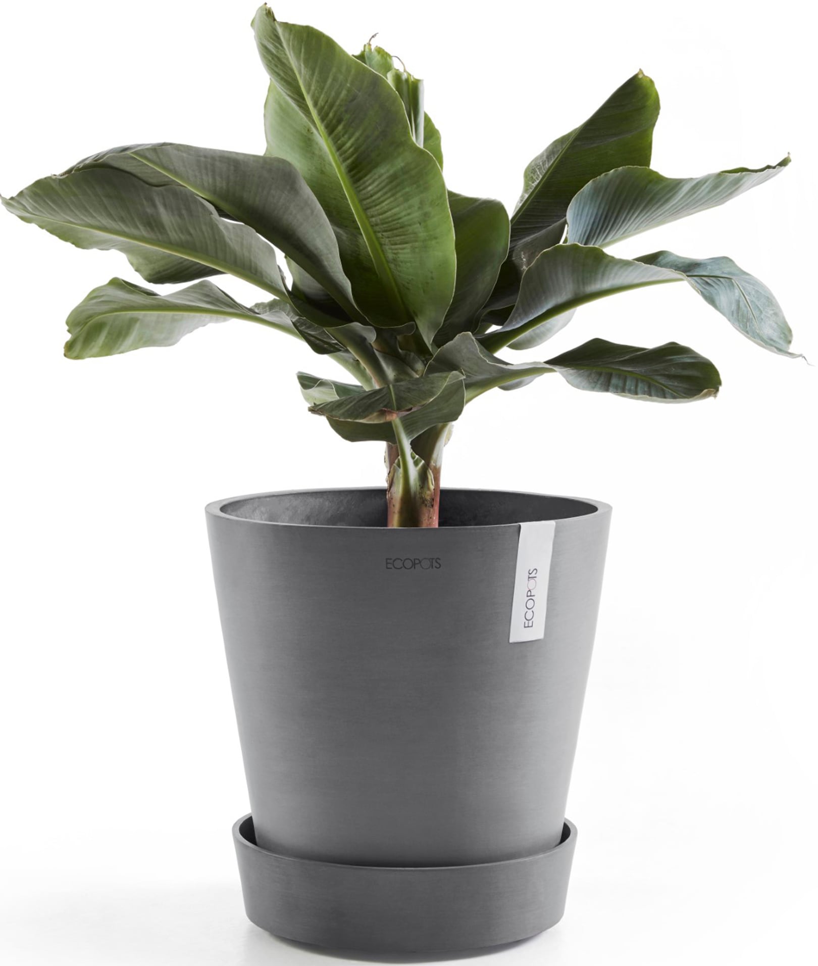 ECOPOTS Topfuntersetzer »mit Rollen 60 Grau«, für innen und außen: frostsicher, bruchsicher und lichtbeständig