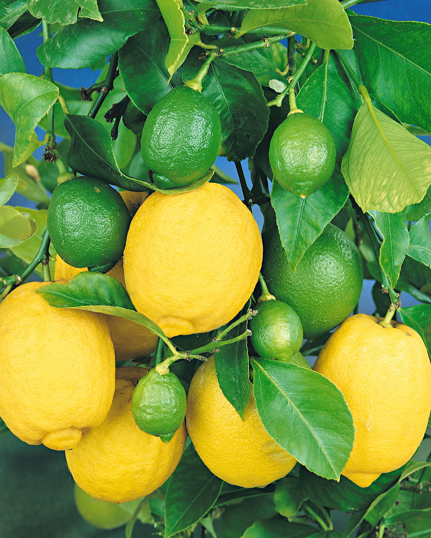 BCM Obstpflanze »Citrus limon«, (1 St.), Höhe: 30 cm Halbstamm, 1 Pflanze kaufen