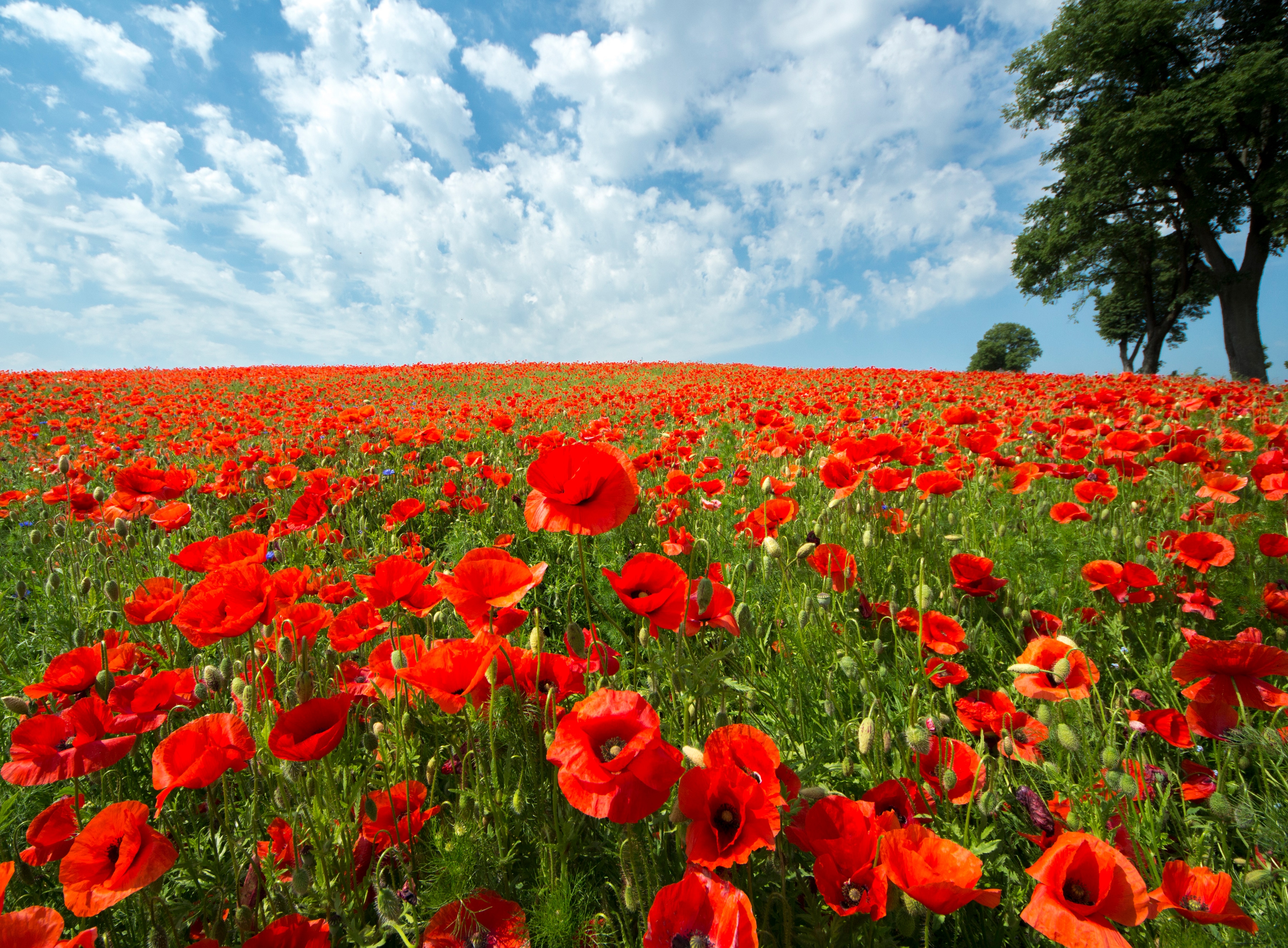 Papermoon Fototapete "Red Poppy Field" glatt