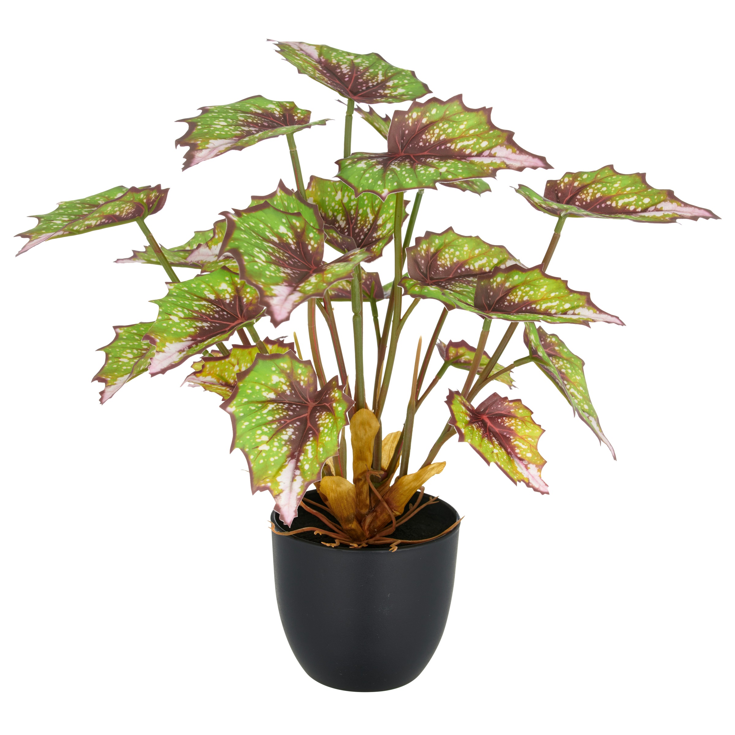 Creativ green Kunstpflanze »Begonia rex«, mit außergewöhnlicher Blattzeichnung