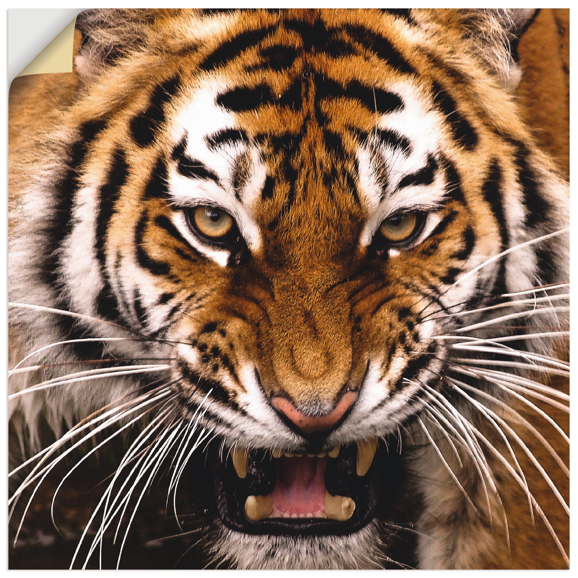 Wandbild »Tiger Kopf«, Wildtiere, (1 St.), als Leinwandbild, Wandaufkleber in...