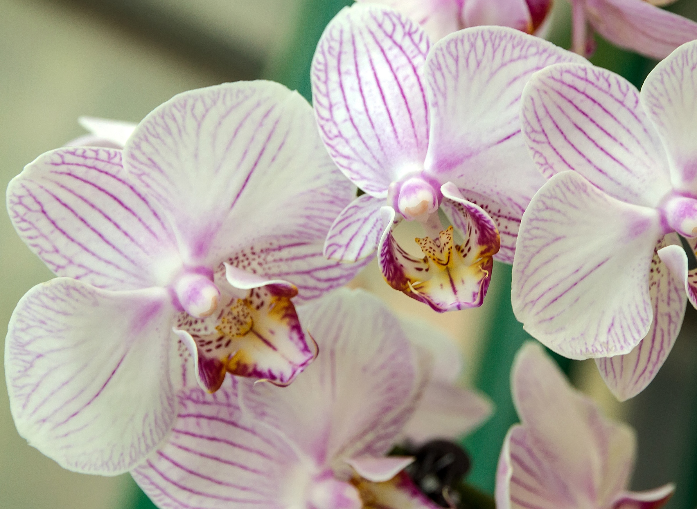 Papermoon Fototapete "White Orchid" glatt