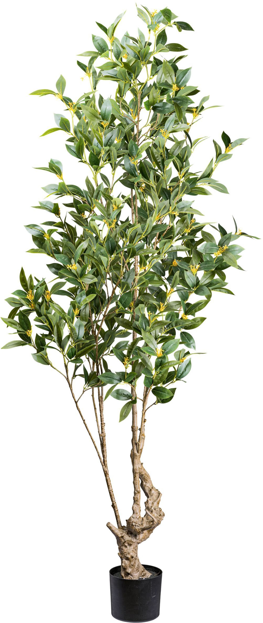 Creativ green Kunstbaum »Laurus nobilis« in gražus G...
