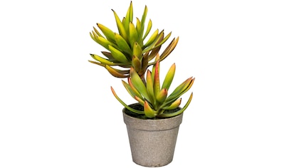 Creativ green Künstliche Zimmerpflanze »Deko-Sukkulente Aloe plicatilis«, (1 St.) kaufen