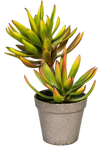 Künstliche Zimmerpflanze »Deko-Sukkulente Aloe plicatilis«