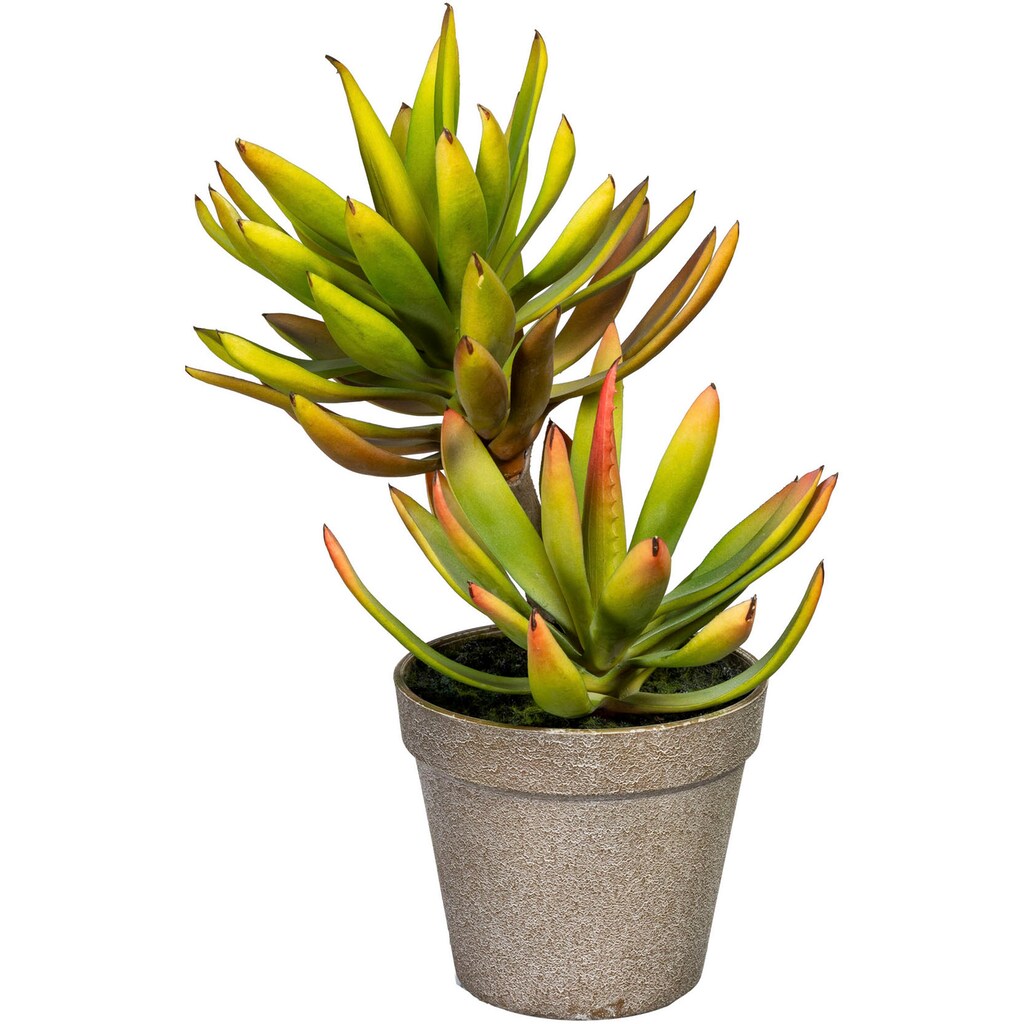 Creativ green Künstliche Zimmerpflanze »Deko-Sukkulente Aloe plicatilis«