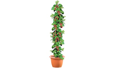 BCM Obstpflanze »Säulenobst Himbeere 'Heritage'«, (1 St.), Höhe: 50 cm, 1 Pflanze kaufen