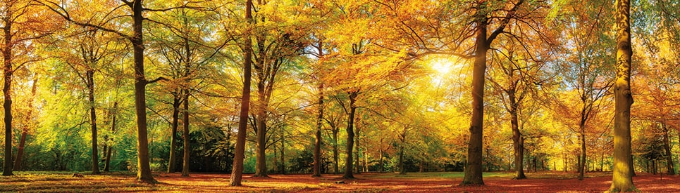 Papermoon 1100000002199 "Autum Forrest Panorama" matt
