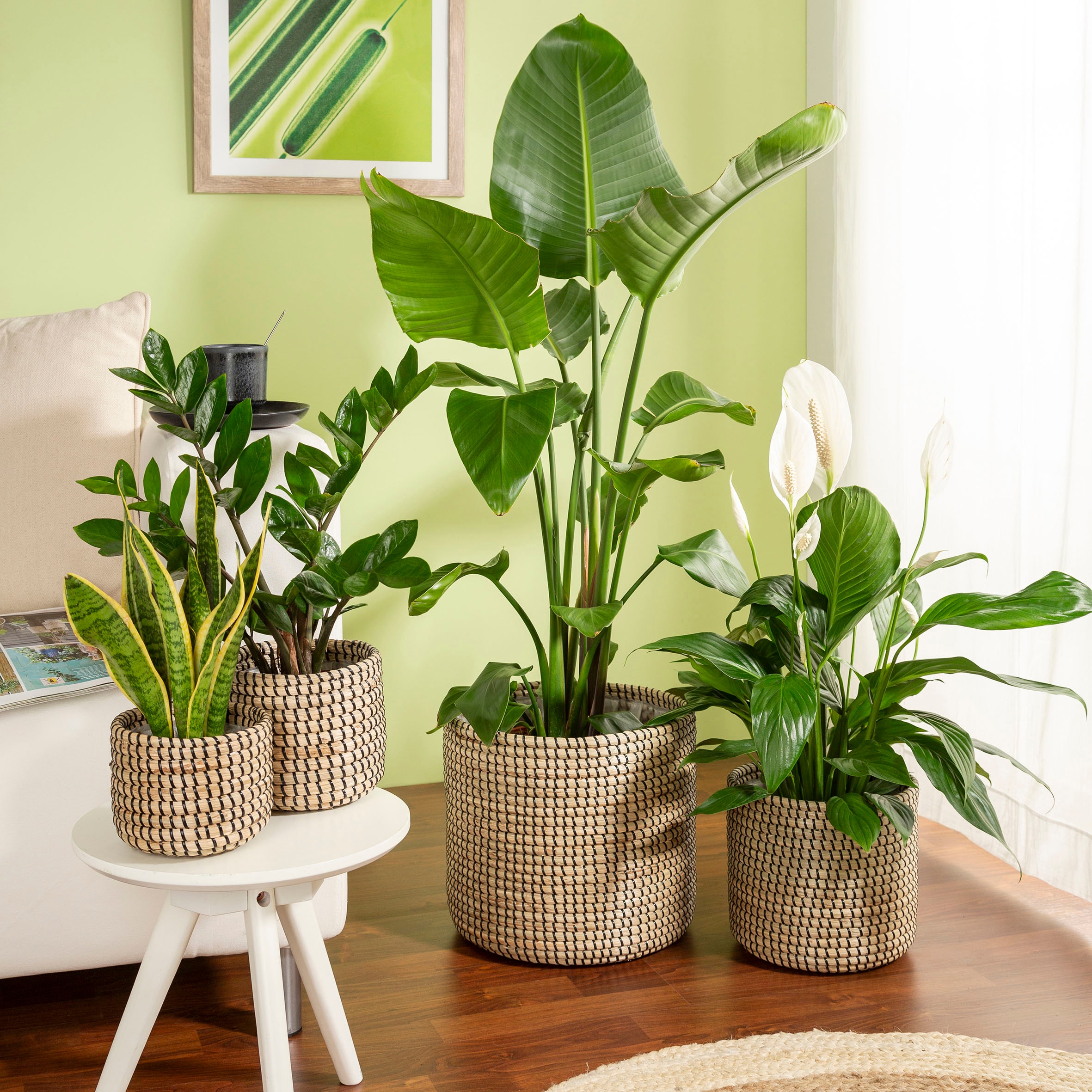 Scheurich Blumentopf »black 24/513«