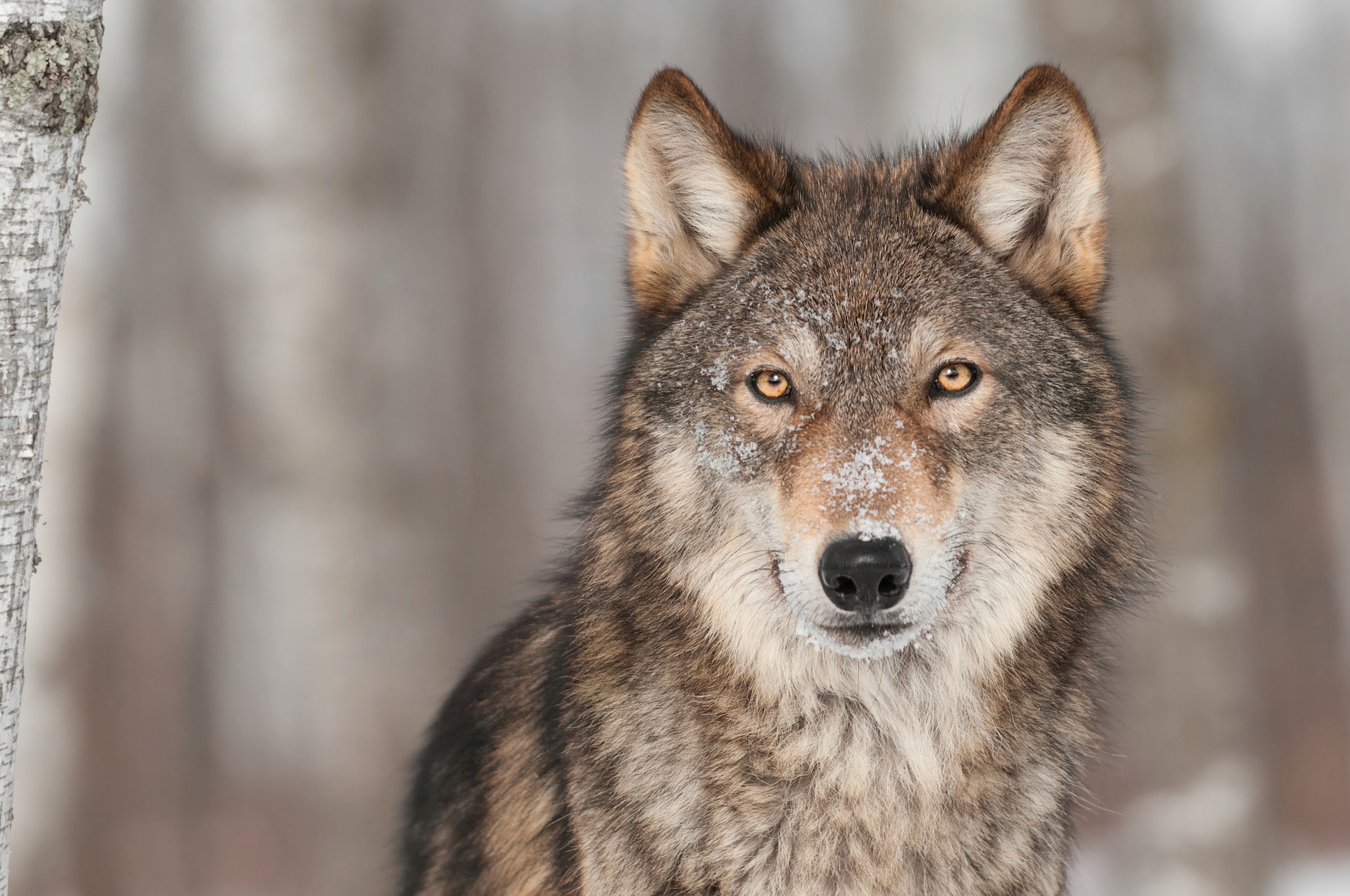 Papermoon "WOLF-TIER HUNDE RAUBTIER GRAU RUDEL WALD WILD NATUR"