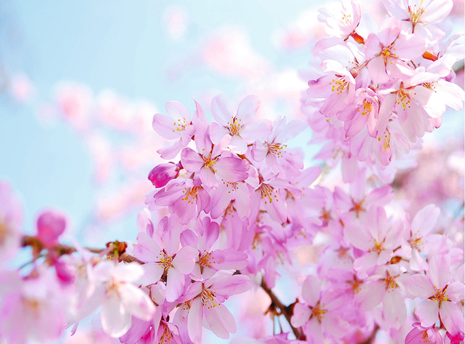 Papermoon Fototapete "Cherry Blossom" glatt