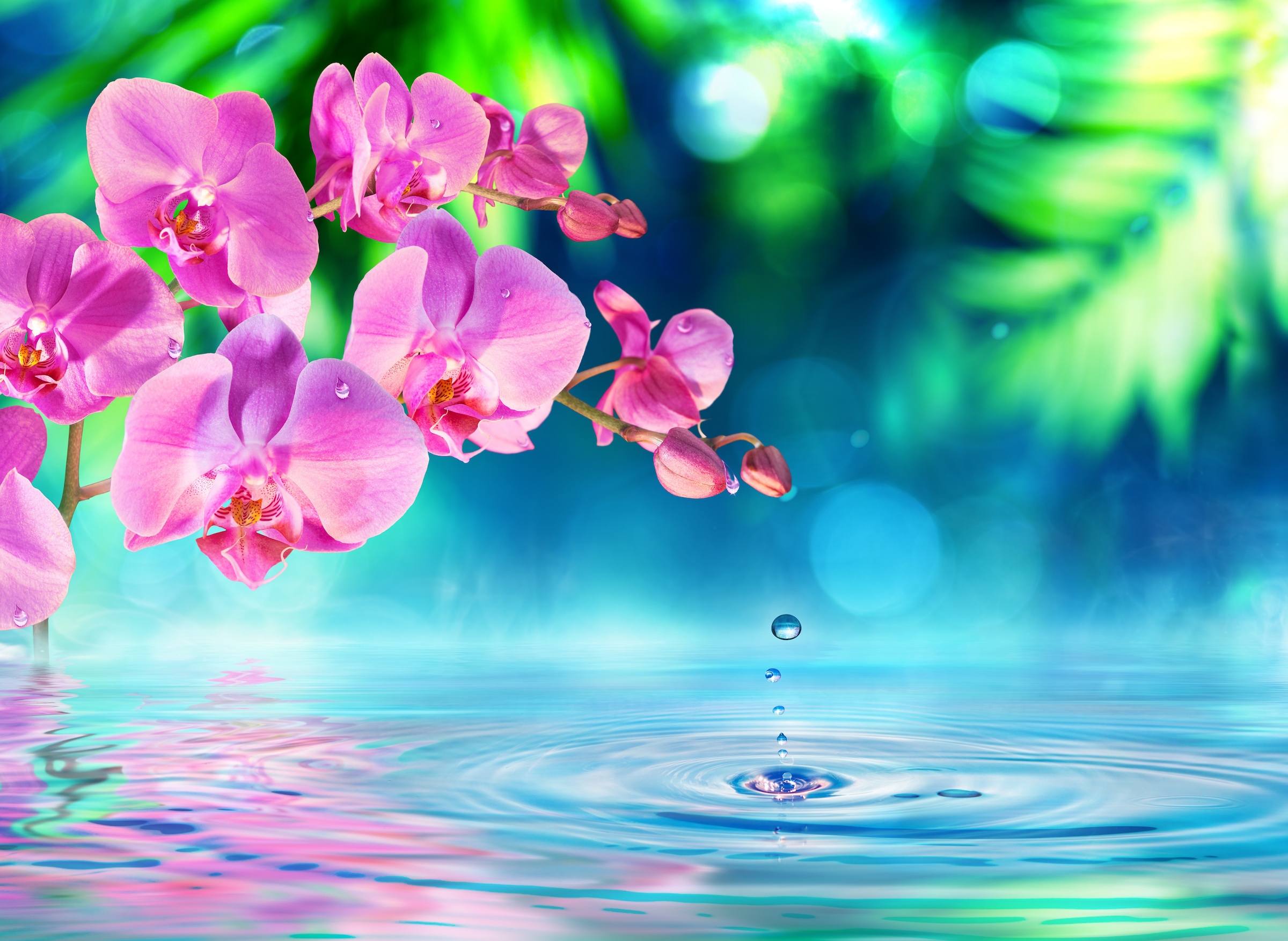 Papermoon Fototapete "Zen Orchid and Droplets" glatt günstig online kaufen