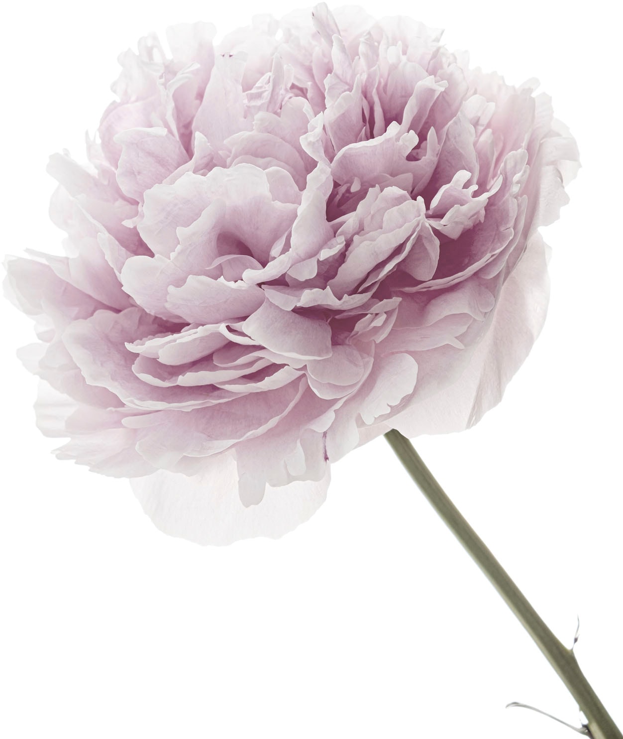 queence Wandtattoo "Anna" Wandbild, Sticker, rosa, Blume, Blüte, selbstklebend