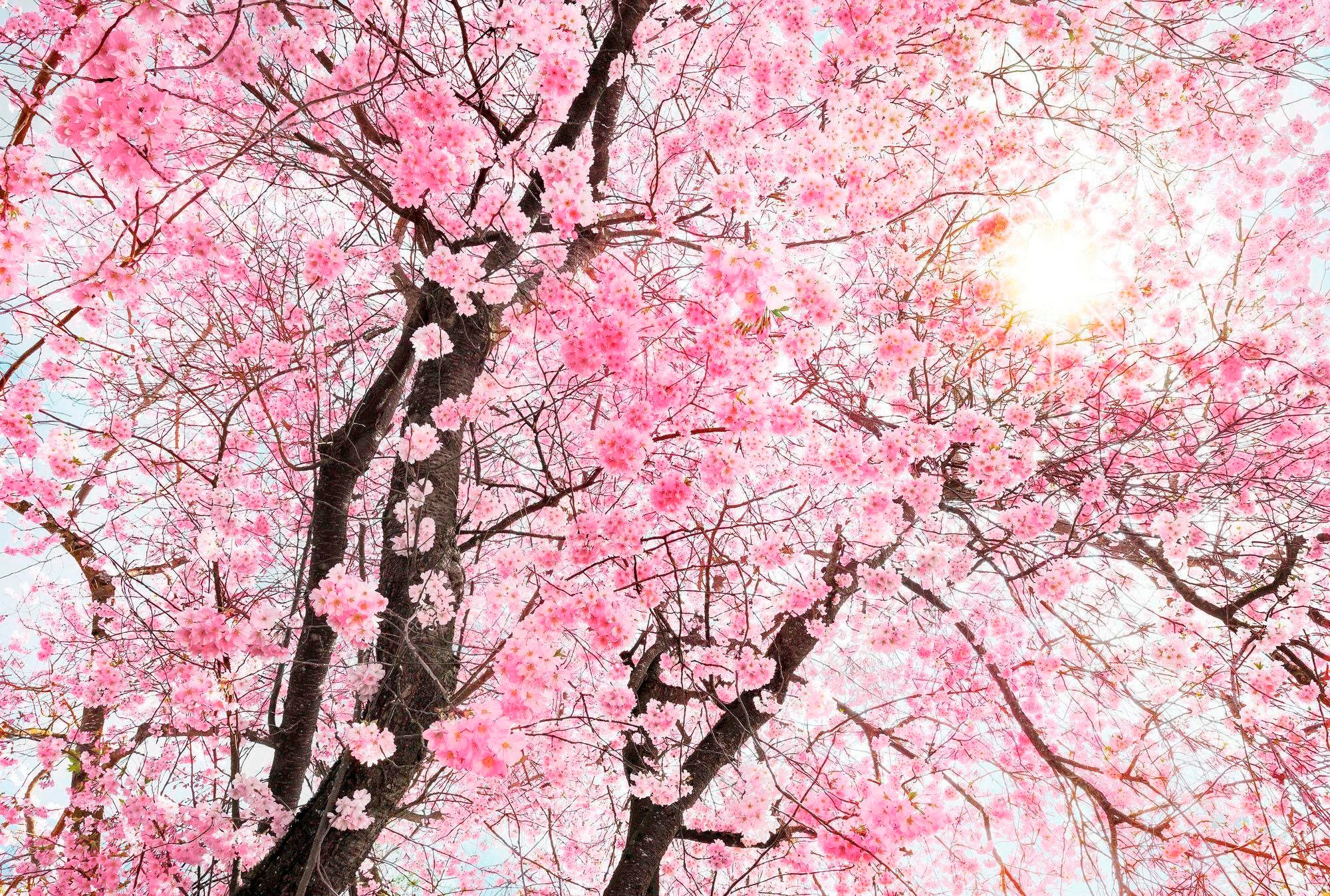 Komar Vliestapete »Bloom« 400x260 cm (Breite...