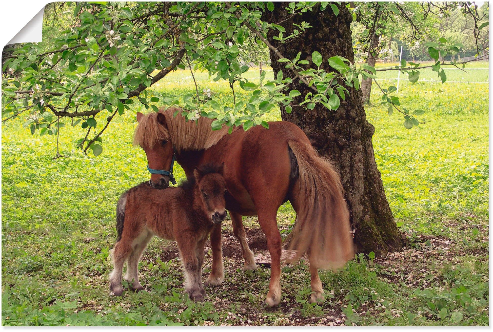 Artland Wandbild "Pony - Mutterglück", Haustiere, (1 St.), als Alubild, Outdoorbild, Leinwandbild, Poster, Wandaufkleber