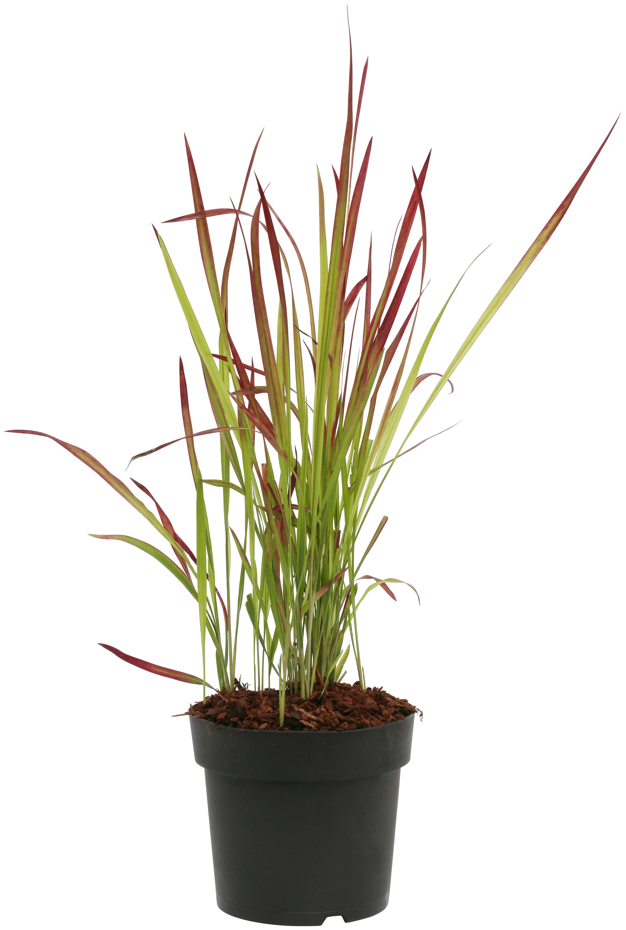 BCM Gräser »Blutgras \'Red Baron\'«, (3 St.), Höhe: 30-40 cm, 3 Pflanzen  kaufen | BAUR