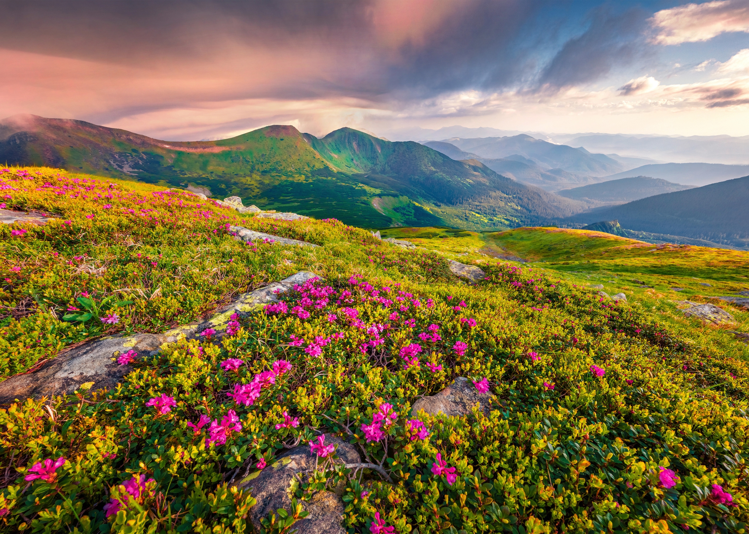 Papermoon Fototapete »BLUMEN-NATUR LANDSCHAFT BERGE GEBIRGE ALPEN LAVENDEL«