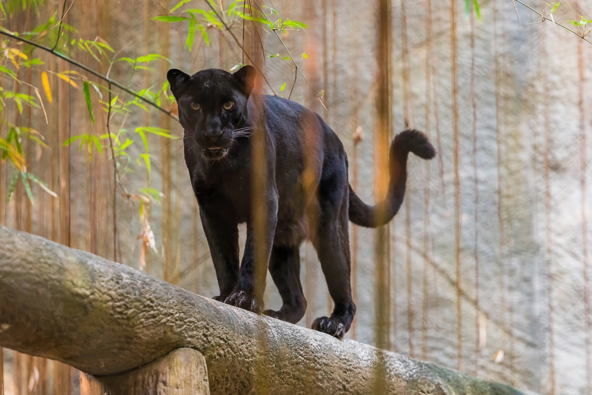 Papermoon "Panther"