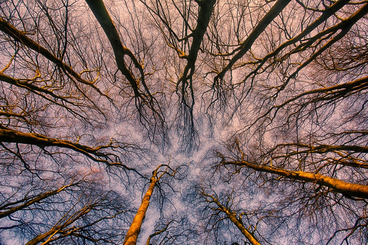 Papermoon Fototapete "Sonnenaufgang durch den Wald"
