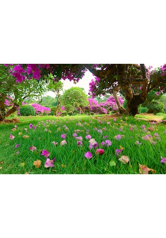 Papermoon Fototapetas »Rasenblumen«