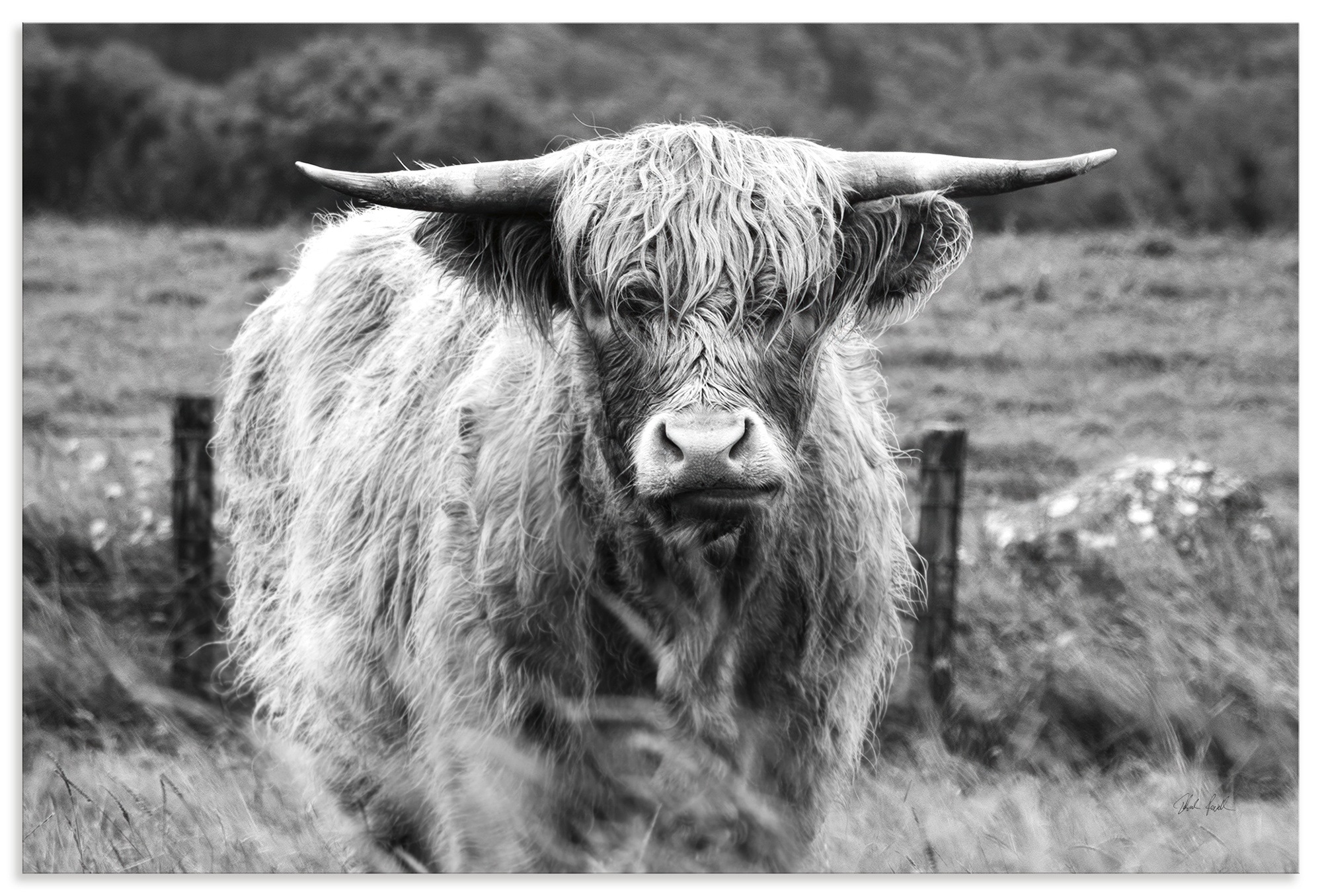 ARTLAND Happy Highland Wall Art Black 30x20cm