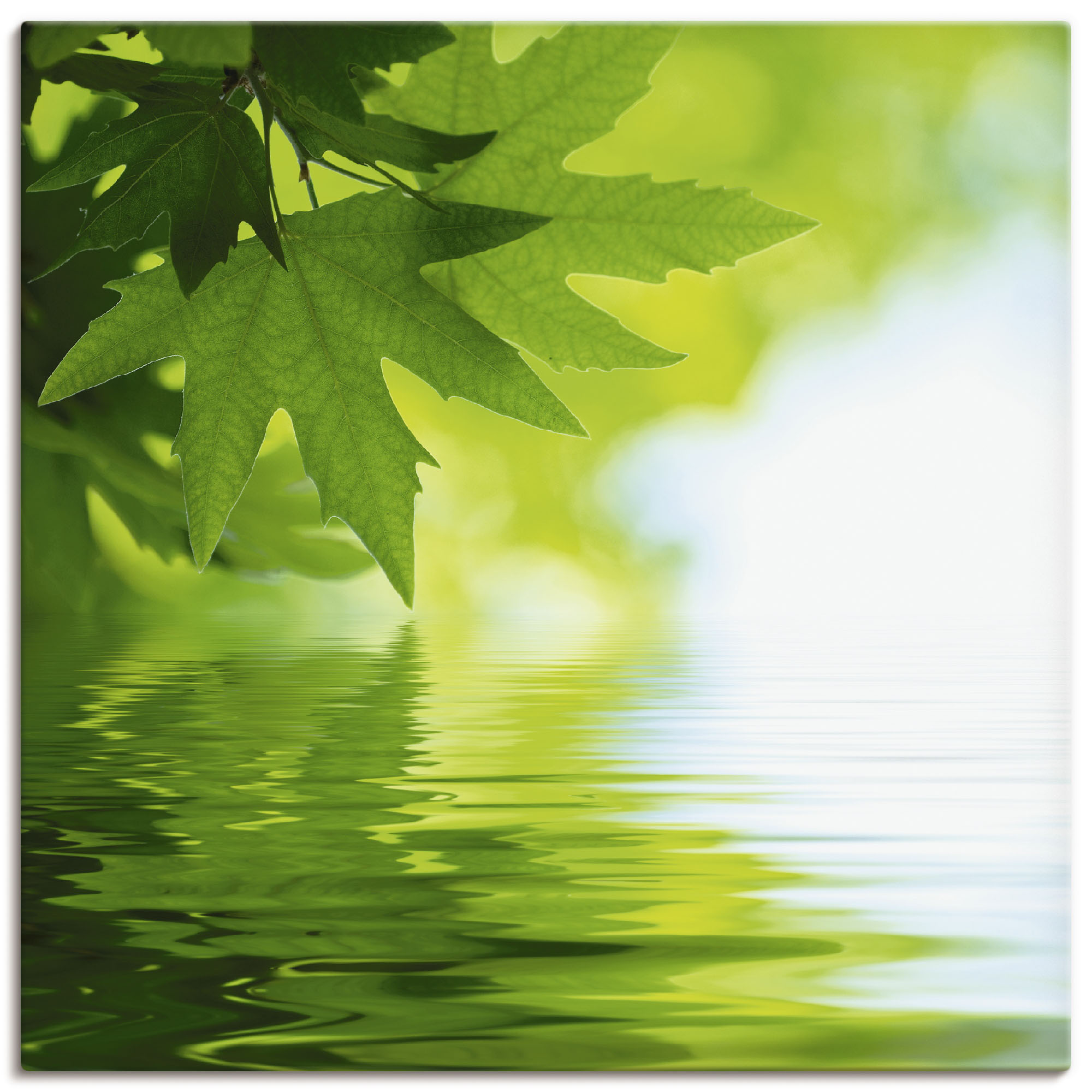 Artland Leinwandbild "Grüne Blätter reflektieren im Wasser" Blätter 1 Stk. tlg. auf Holzrahmen gespannt