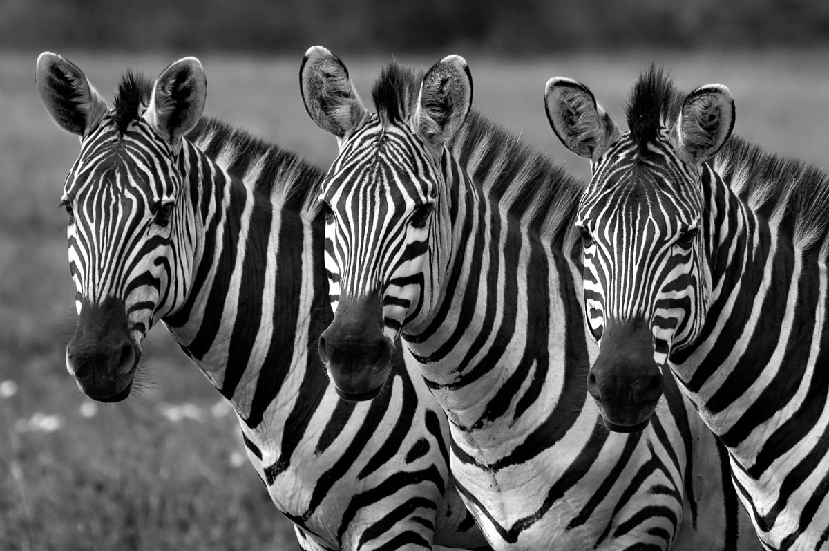 Fototapete »Zebras Schwarz & Weiß«