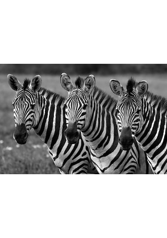 Fototapete »Zebras Schwarz & Weiß«