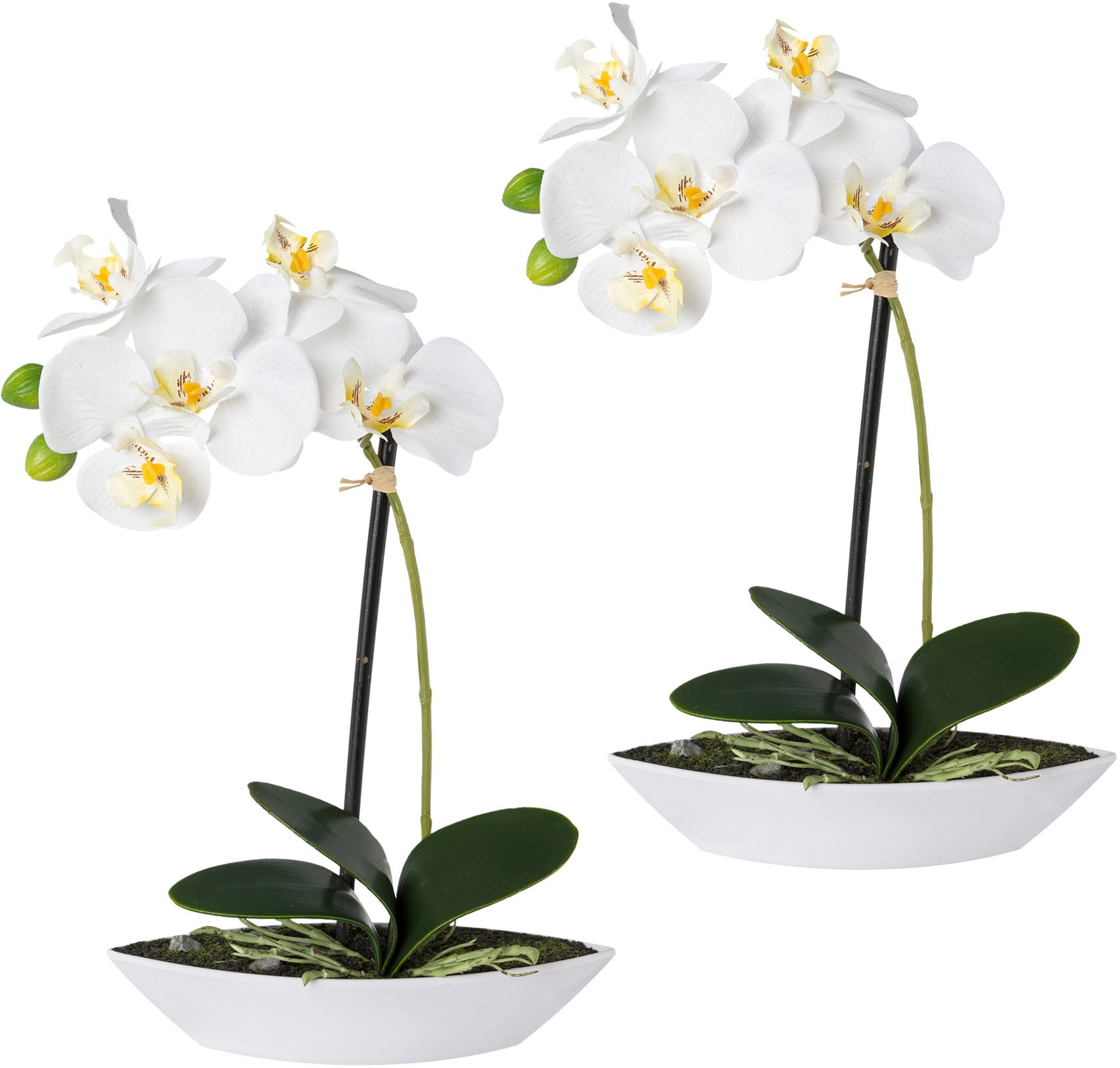 Creativ green Set, | Kunstorchidee kaufen BAUR Kunststoffschale 2er »Phalaenopsis«, in