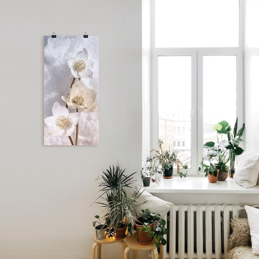 Artland Wandbild »Christrose im Schnee«, Blumen, (1 St.)