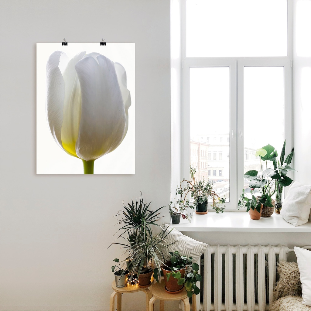 Artland Poster »Weiße Tulpe«, Blumen, (1 St.)
