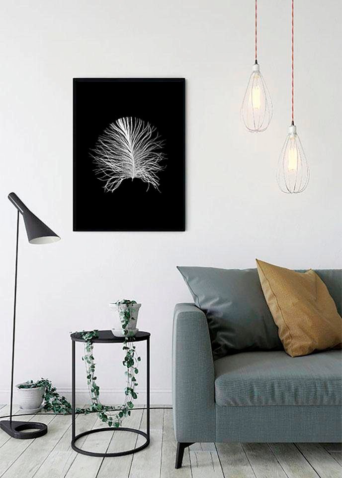Komar Bild »Feather Black«, Federn, (1 St.), Wandbild zur Dekoration - ohne Rahmen