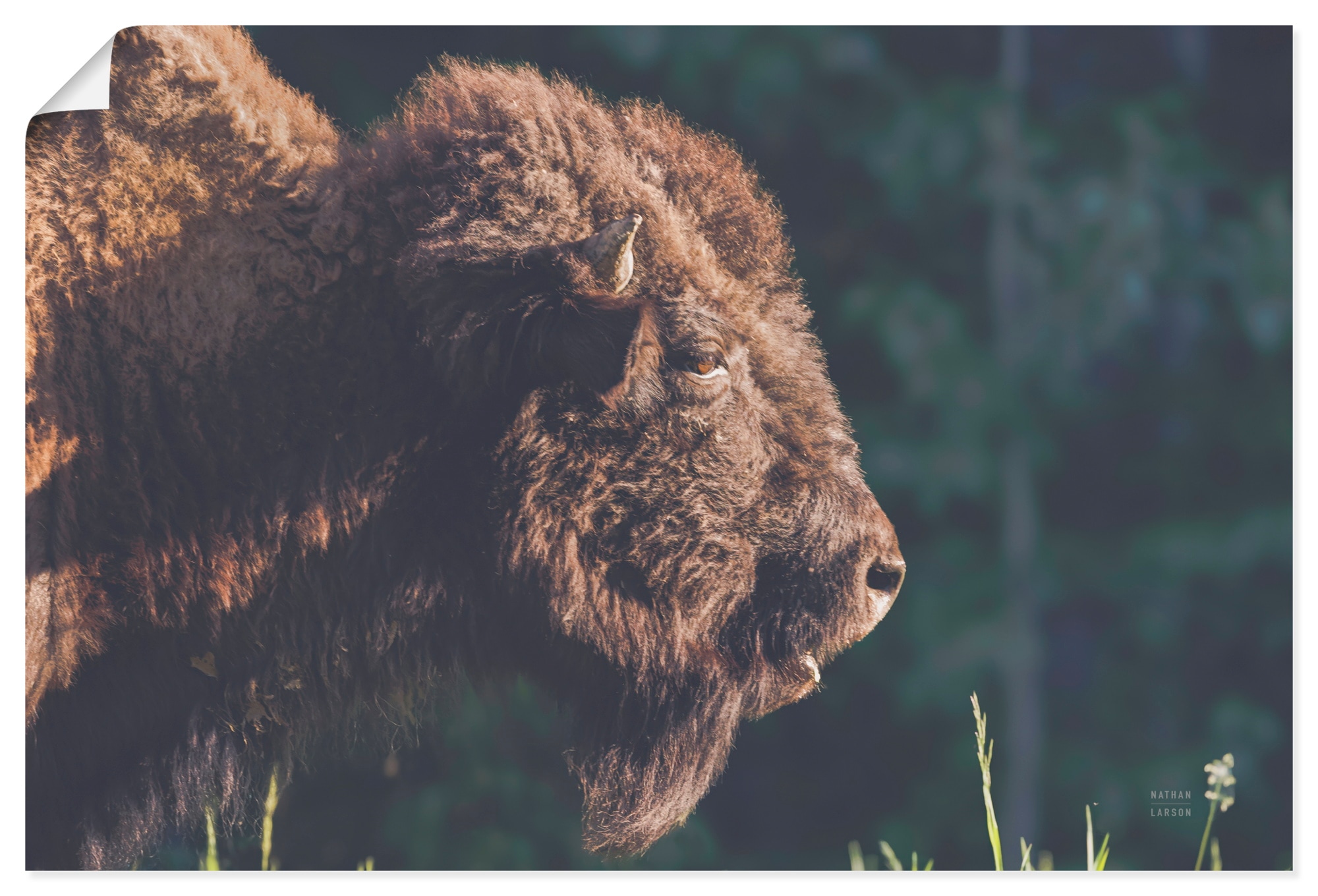 Artland Wandbild "Bison Meditation" Wildtiere 1 Stk. tlg. als Alubild, Leinwandbild, Poster, Wandaufkleber in verschied. Größen