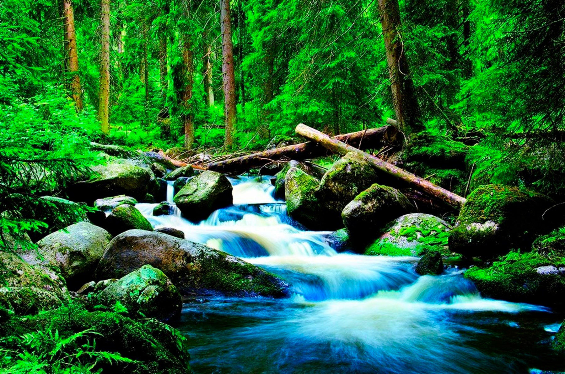 Papermoon Fototapete "Deep Forrest" glatt