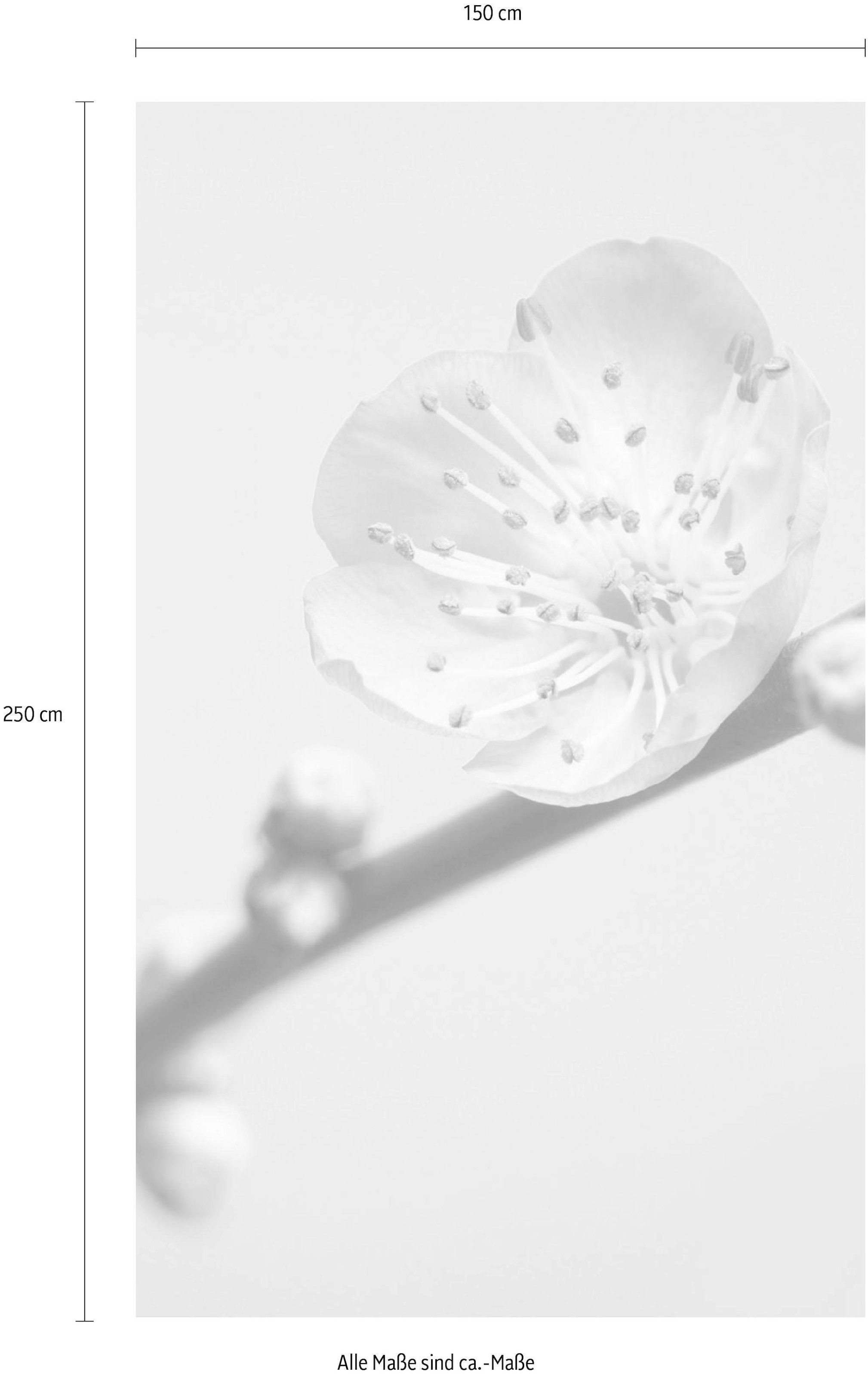 Komar Vliestapete »Peach Blossom« (Breite x Höhe)