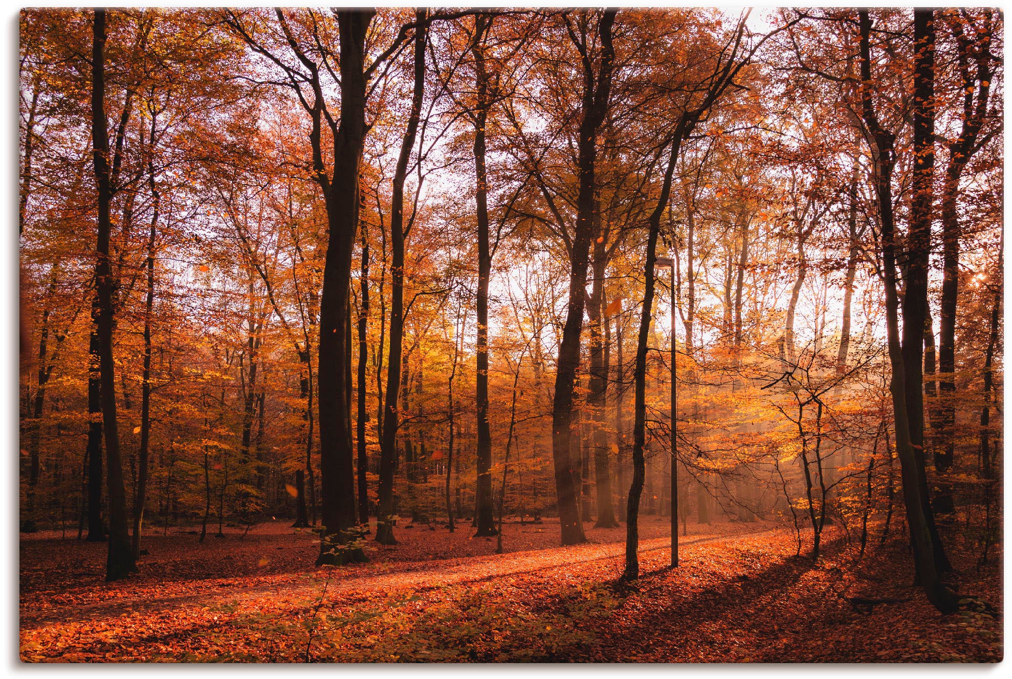 Artland Wandbild "Sonnenaufgang im Herbst II", Wald, (1 St.), als Alubild, Outdoorbild, Leinwandbild, Poster, Wandaufkle