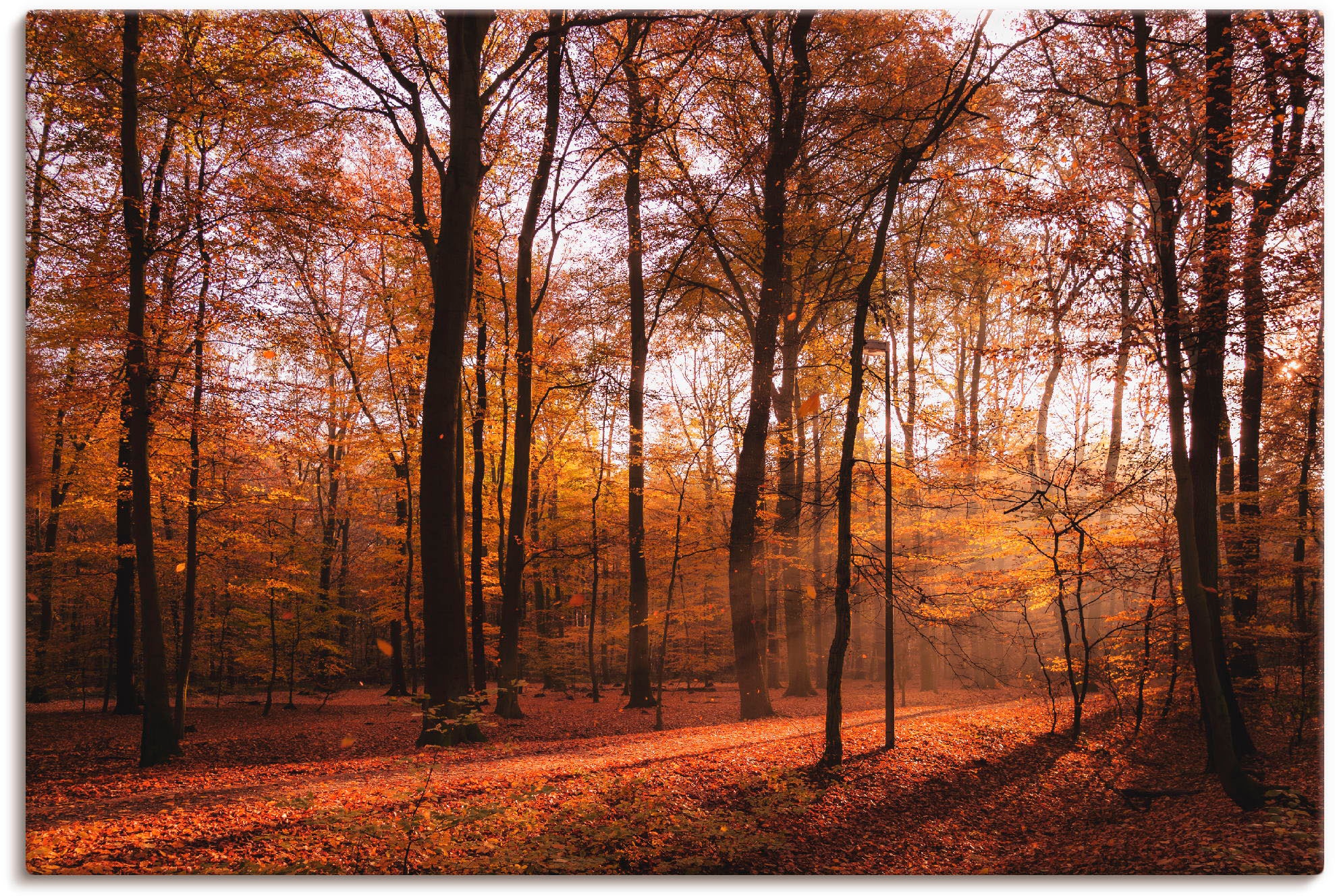 Artland Wandbild "Sonnenaufgang im Herbst II" Wald 1 Stk. tlg. als Alubild, günstig online kaufen