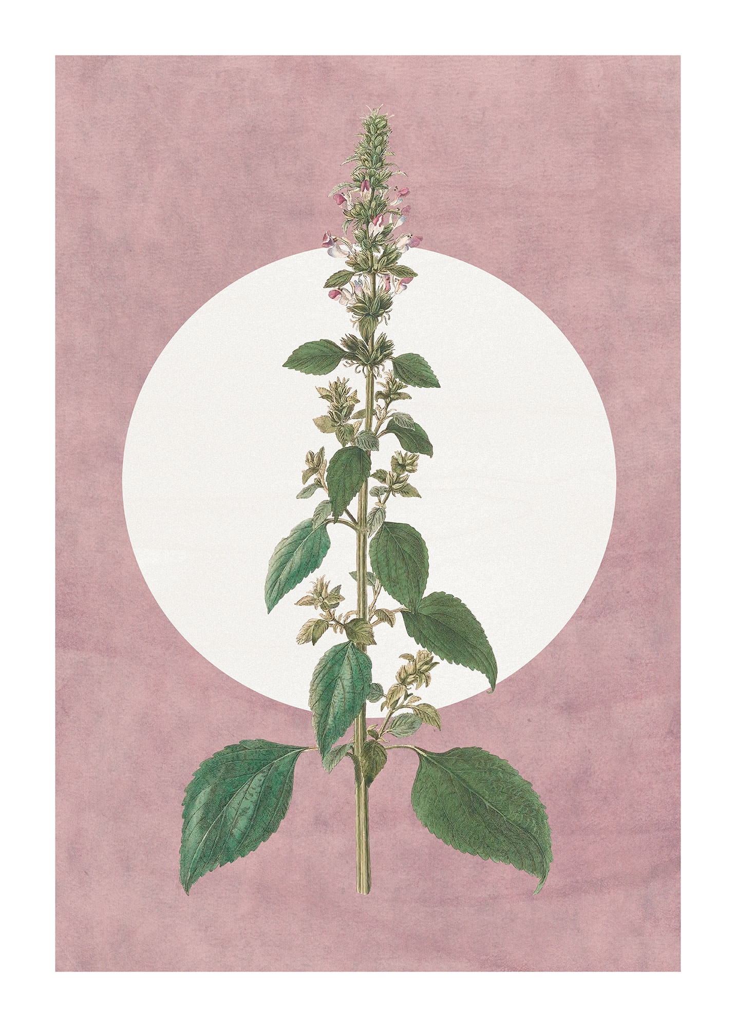 Komar Bild "Menthe en Croissance" Natur 1 Stk. tlg. Wandbild zur Dekoration günstig online kaufen