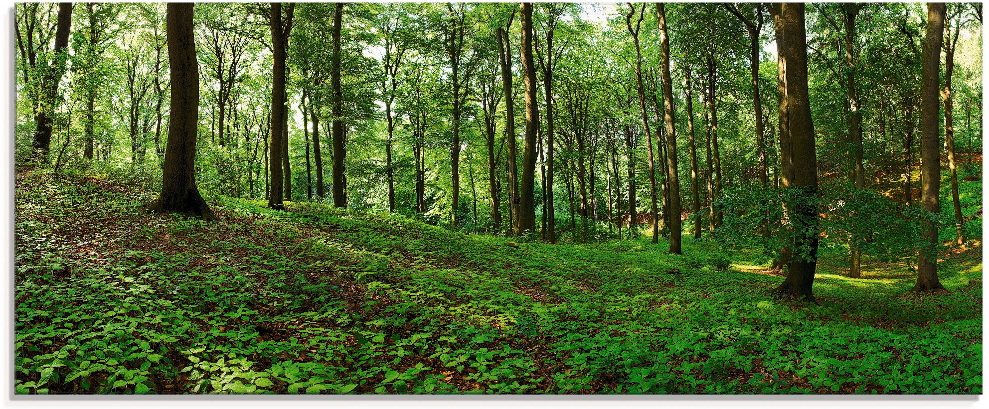 Artland Glasbild »Panorama von einem grünen Sommerwald«, Wald, (1 St.), in verschiedenen Größen