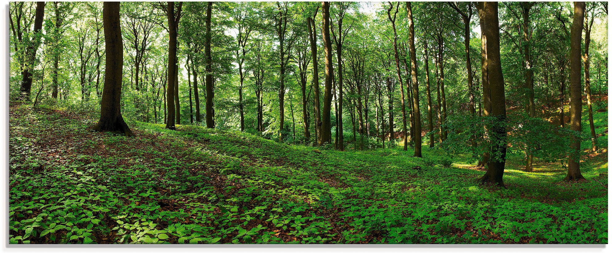 Artland Glasbild "Panorama von einem grünen Sommerwald", Wald, (1 St.), in verschiedenen Größen