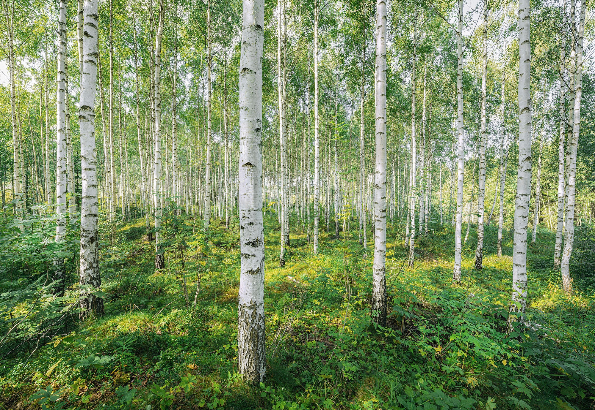Komar Fototapete "Sunny Day - Größe 368 x 254 cm" bedruckt glatt Wohnzimmer, Schlafzimmer