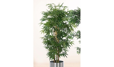 Schneider Kunstpflanze »Bambusbaum«, (1 St.) kaufen