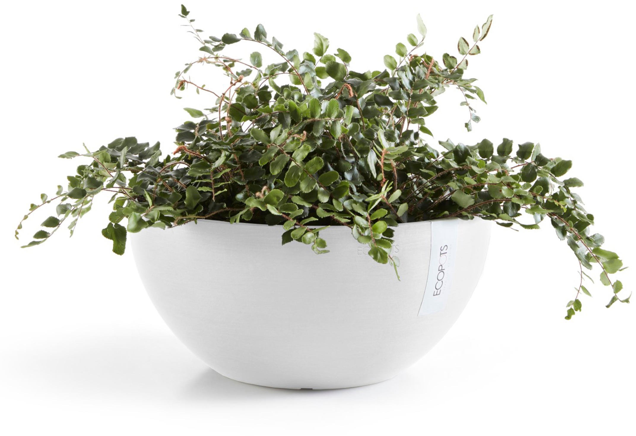 ECOPOTS Blumentopf »Brussels 35 Weiß«, für innen und außen: frostsicher, bruchsicher und lichtbeständig