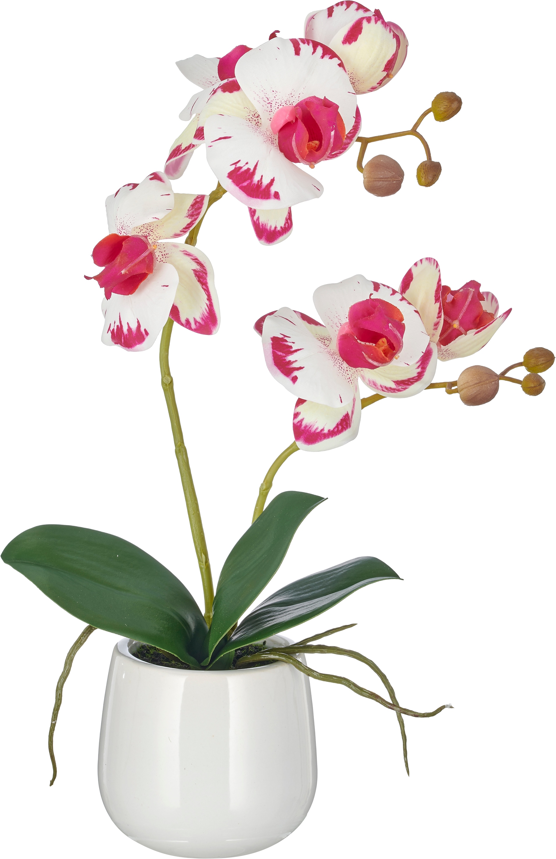Creativ green "Phalaenopsis" mit Real-Touch-Blüten