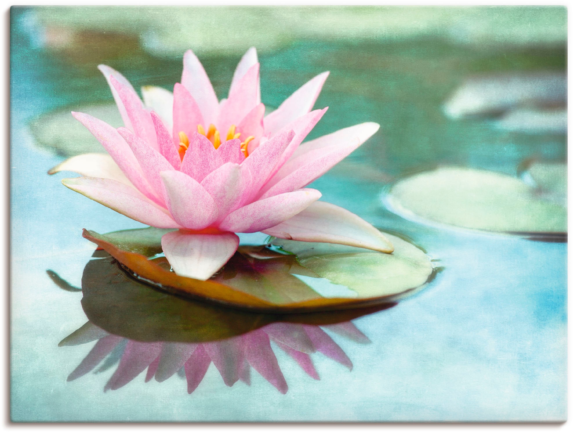 Artland Paveikslas ant drobės »Rosa Seerose« B...