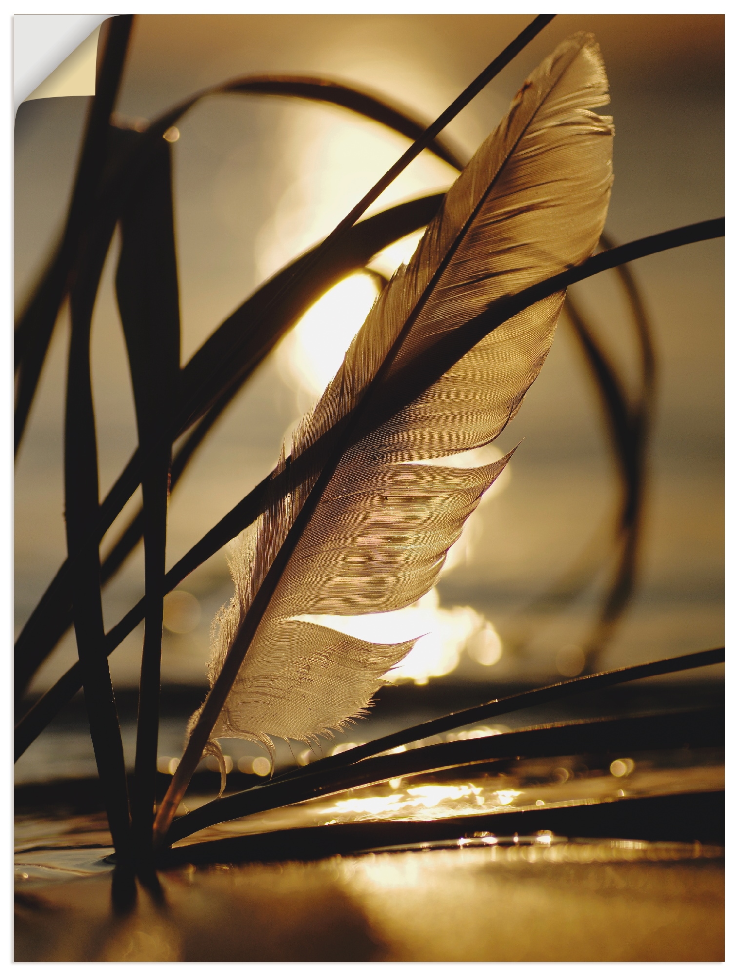 Artland Wandbild »Feder im Abendlicht«, Gräser, (1 St.), als Leinwandbild, Poster, Wandaufkleber in verschied. Größen