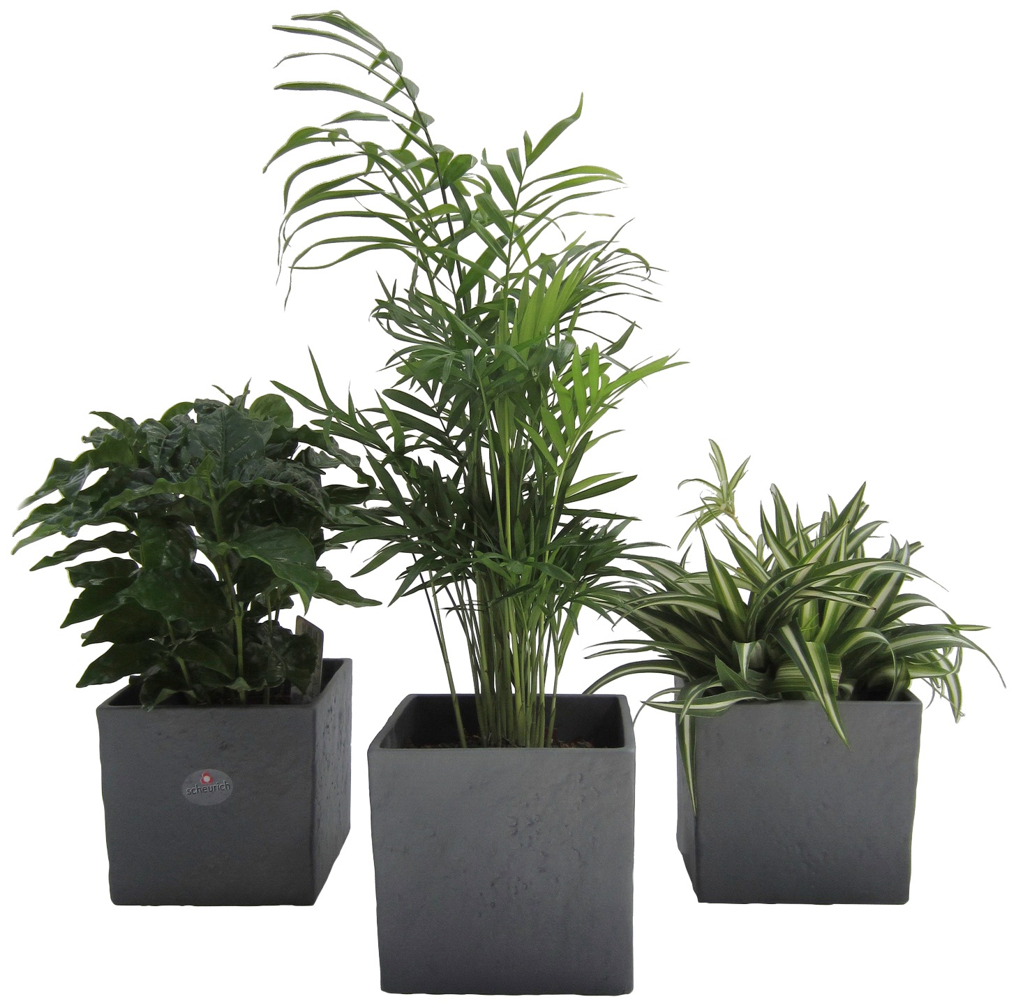 Dominik Zimmerpflanze »Palmen-Set«, (3 St.), Höhe: 15 cm, 3 Pflanzen in Dekotöpfen kaufen