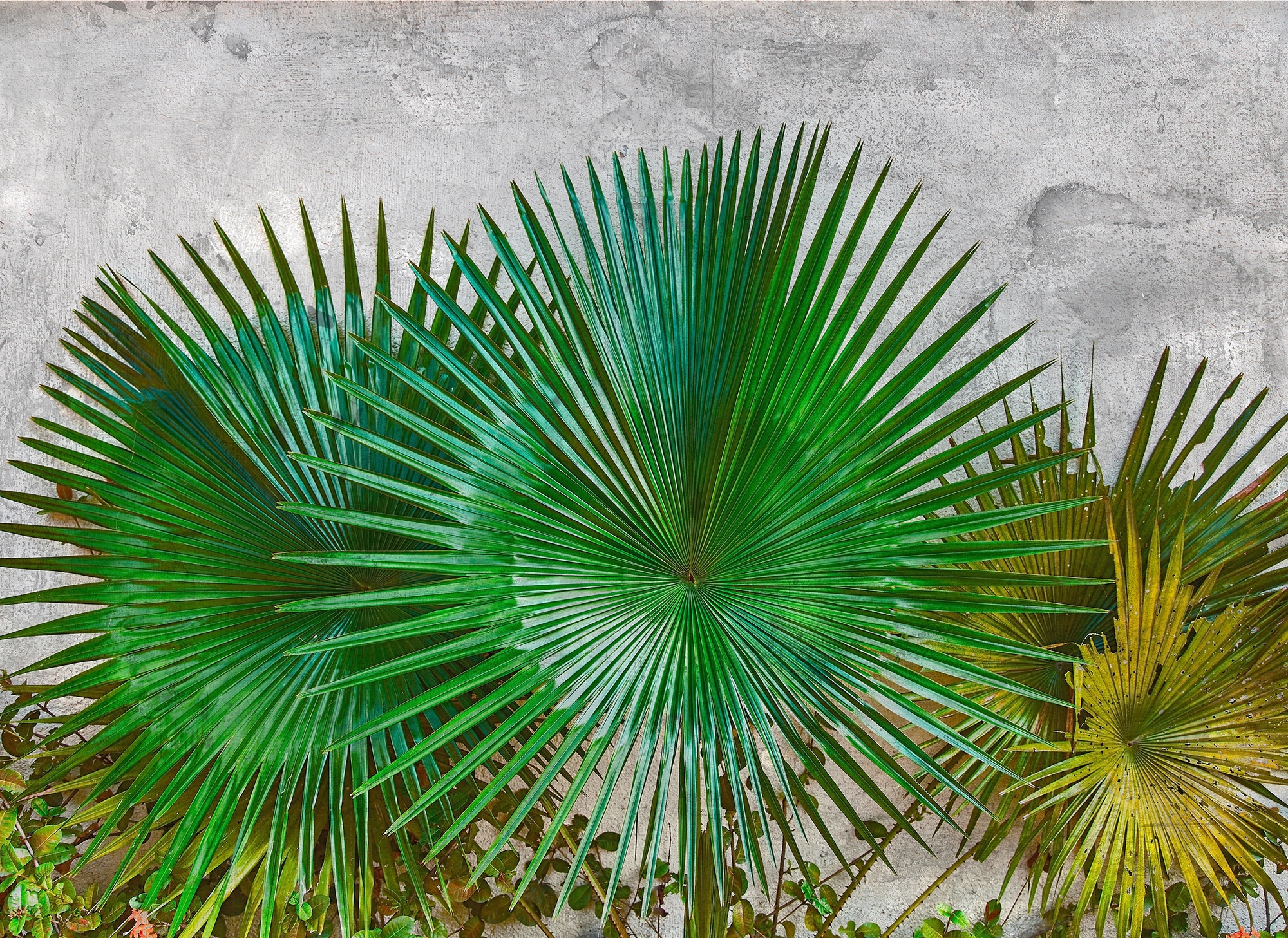 living walls Fototapete "Designwalls Agave Leaves" glatt Vlies, Wand, Schräge, Decke
