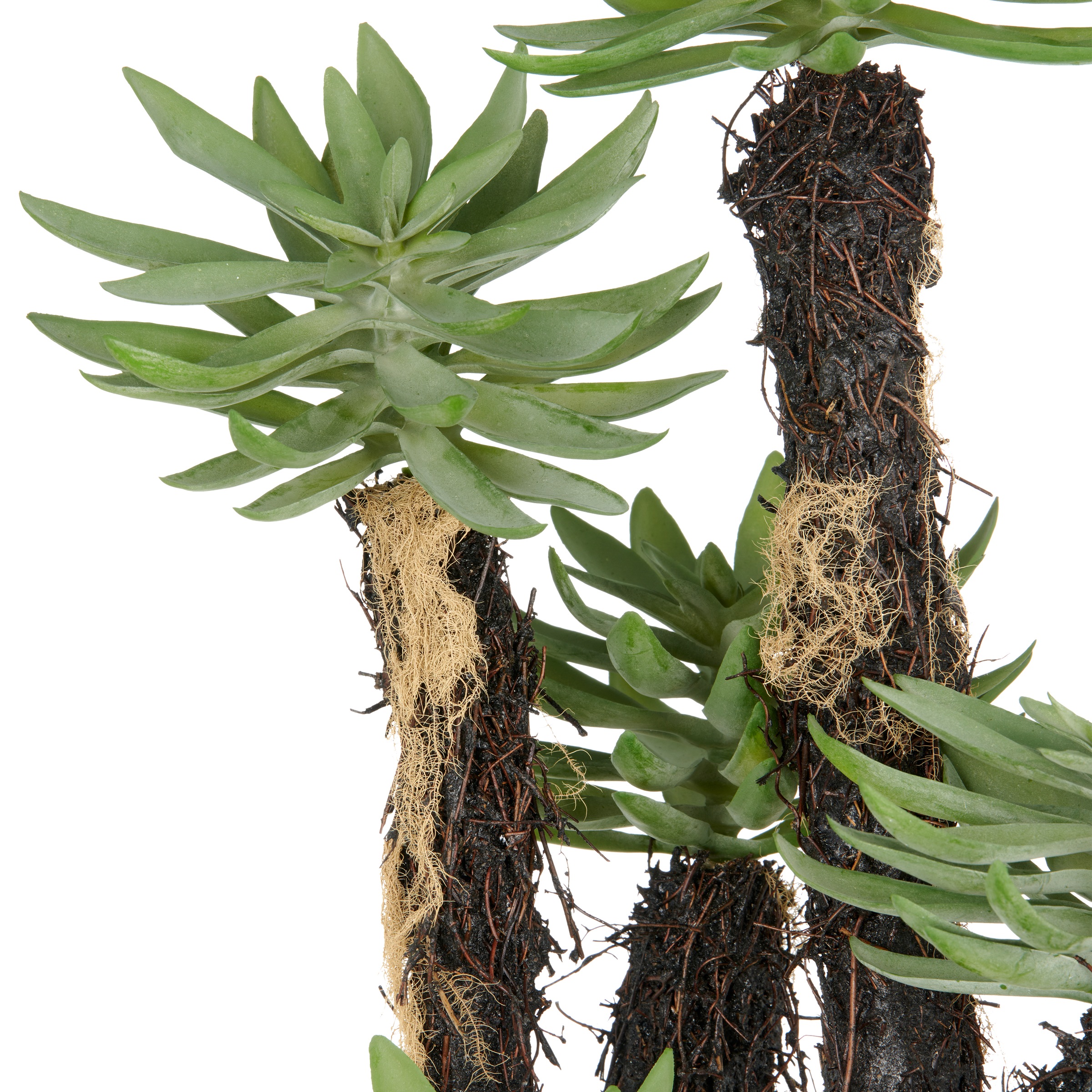 Creativ green Kunstpflanze »Dudleya«, mit naturgetreuer Gestaltung