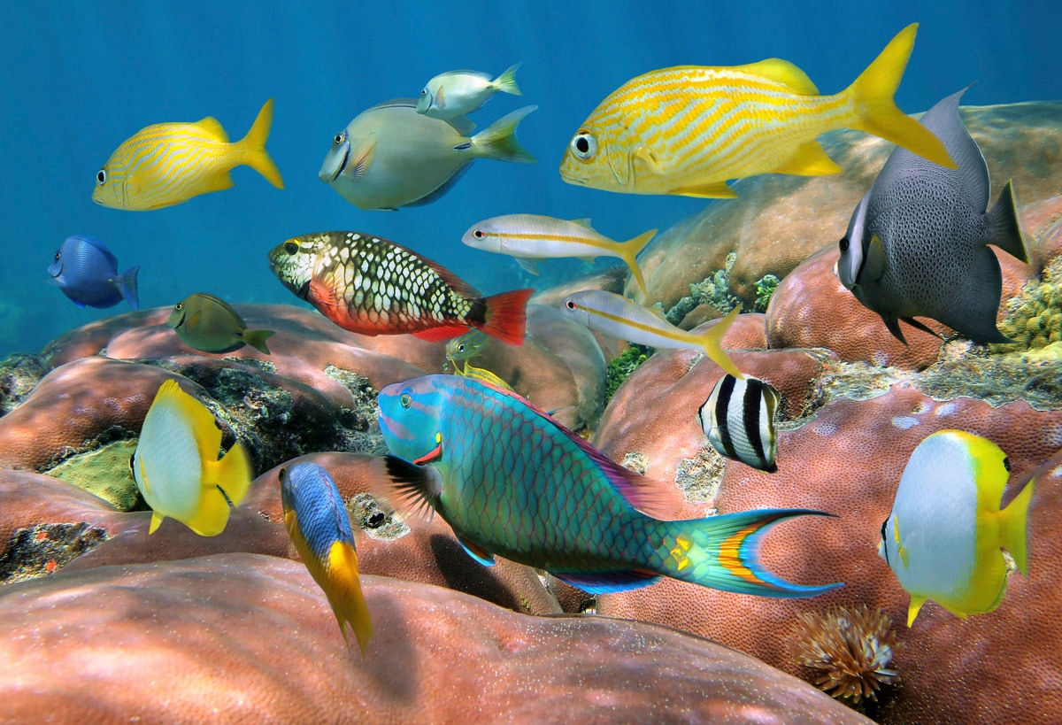 Papermoon Fototapete "Fische"